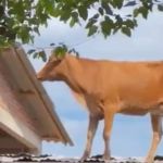 Vídeo: vaca vai parar em telhado de casa após fortes chuvas no Rio Grande do Sul
