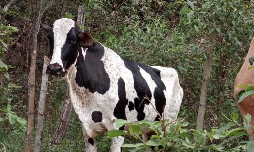 Vaca apreendida durante a operação Boi na Linha