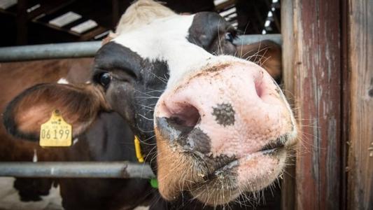 Vaca foi abatida após ser furtada em Santa Catarina