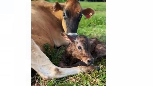 Vaca Guta lambendo sua cria que acabou de nascer; tratamento 'humanizado'