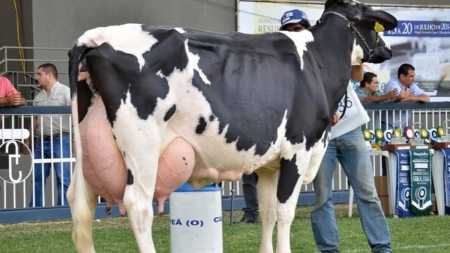 Vaca Indiana Canvas 2R, recordista da Megaleite, com 108,430 kg/leite na edição de 2014