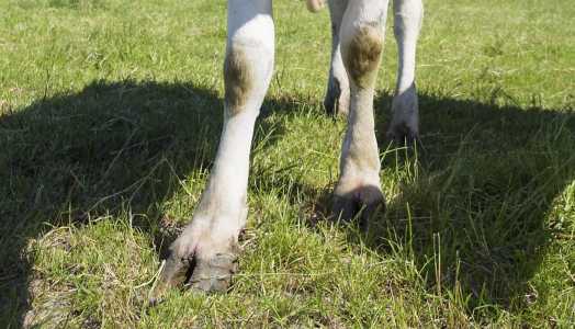 Foto mostra patas de vaca