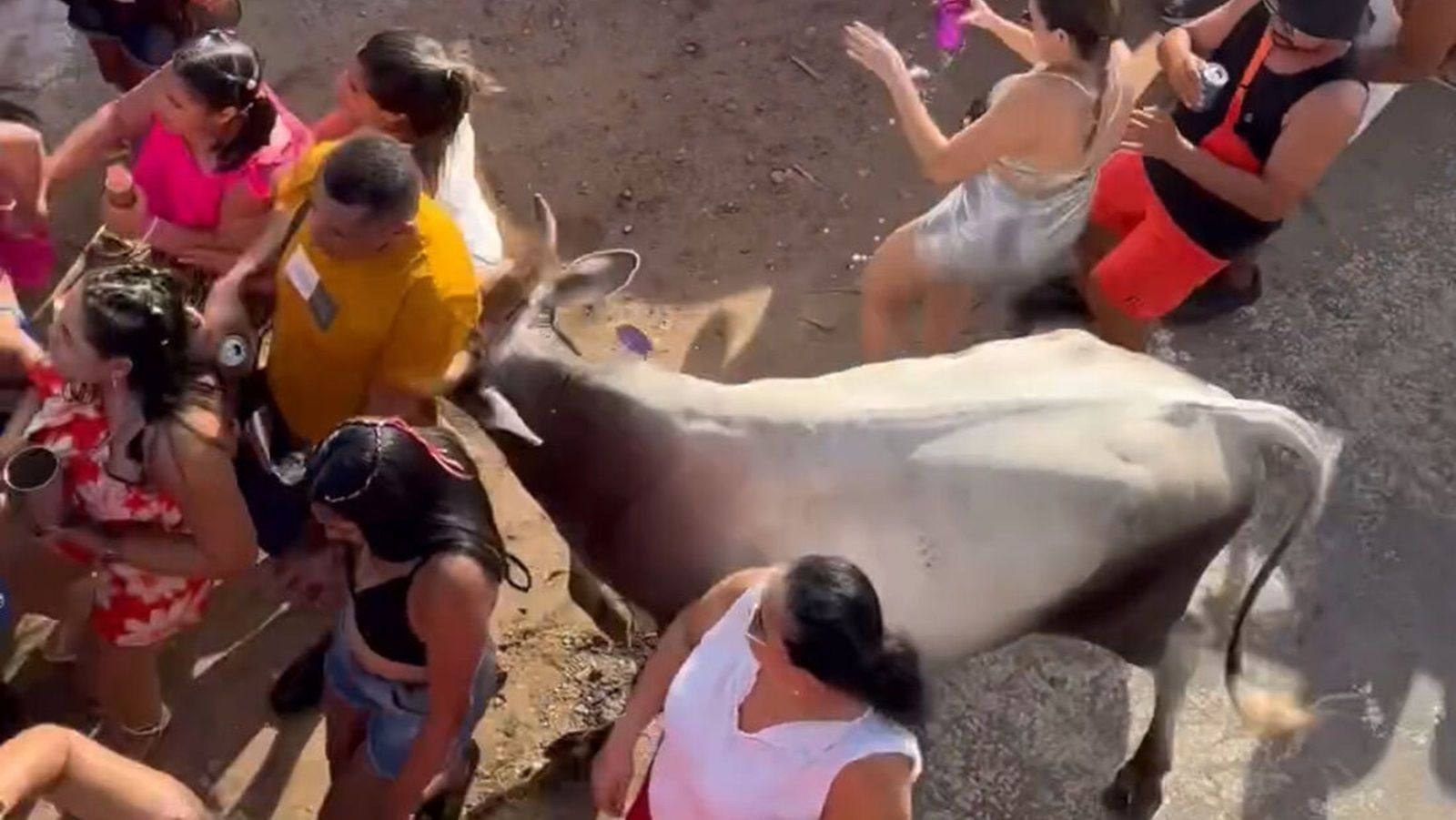Vídeo: vaca invade bloco de Carnaval e fere três no interior do Rio Grande do Norte