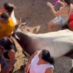 Vídeo: vaca invade bloco de Carnaval e fere três no interior do Rio Grande do Norte