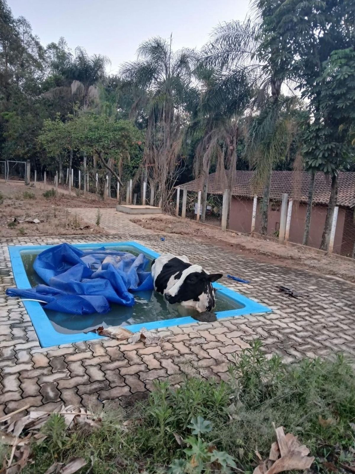 Bombeiros resgatam vaca que caiu em piscina em Andradas, no Sul de Minas