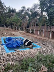 O animal foi resgatado saudável e sem ferimentos