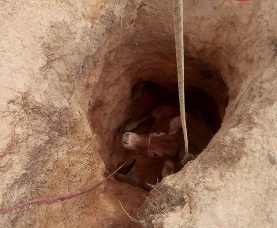 Vaca cai em buraco de garimpo ilegal de 2,5 metros em Minas