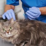 Começa vacinação antirrábica animal na zona rural de Juiz de Fora