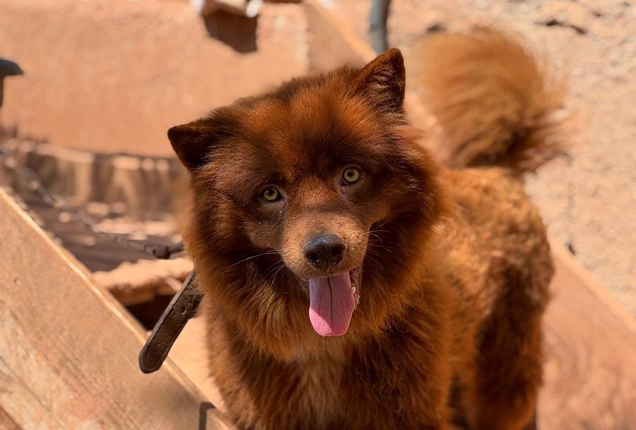 Começa vacinação de cães e gatos em Ipatinga
