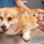 Vacina contra raiva gratuita vai ser disponibilizada em shopping de BH