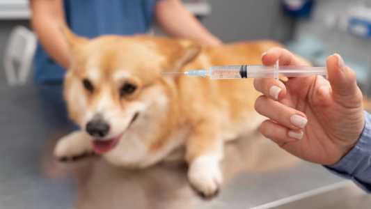 Vacinação contra raiva em animais é feita gratuitamente durante todo o ano nos Centros de Zoonoses