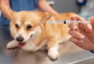 Campanha de Vacinação Antirrábica Animal começa na zona rural de Juiz de Fora