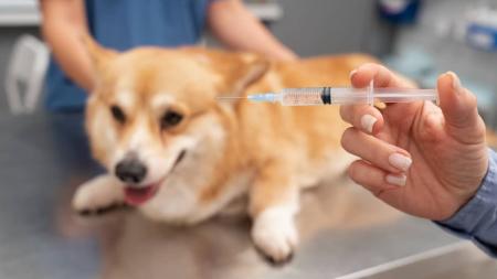 Vacinação contra raiva em animais é feita gratuitamente durante todo o ano nos Centros de Zoonoses