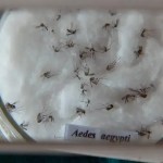 Brasil começa vacinação contra dengue diante da tendência de explosão de casos; saiba como se proteger