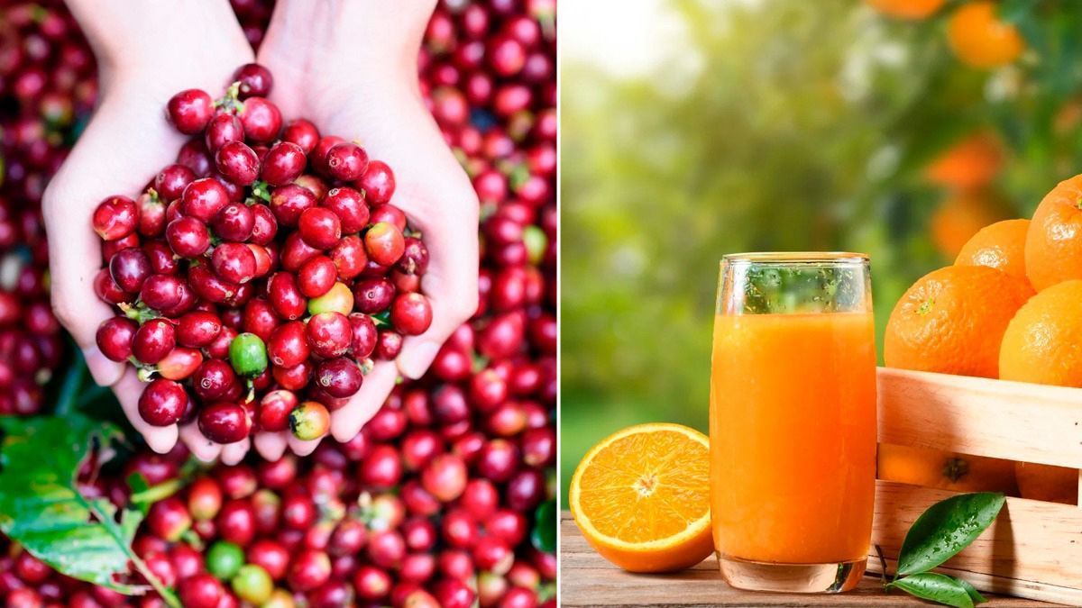Agro ladrões roubam café direto do pé. Laranja tem nova alta!