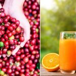 Agro ladrões roubam café direto do pé. Laranja tem nova alta!