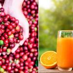 Agro ladrões roubam café direto do pé. Laranja tem nova alta!