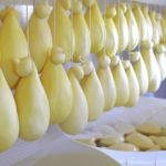 Queijo Cabacinha terá Dia de Campo totalmente seu