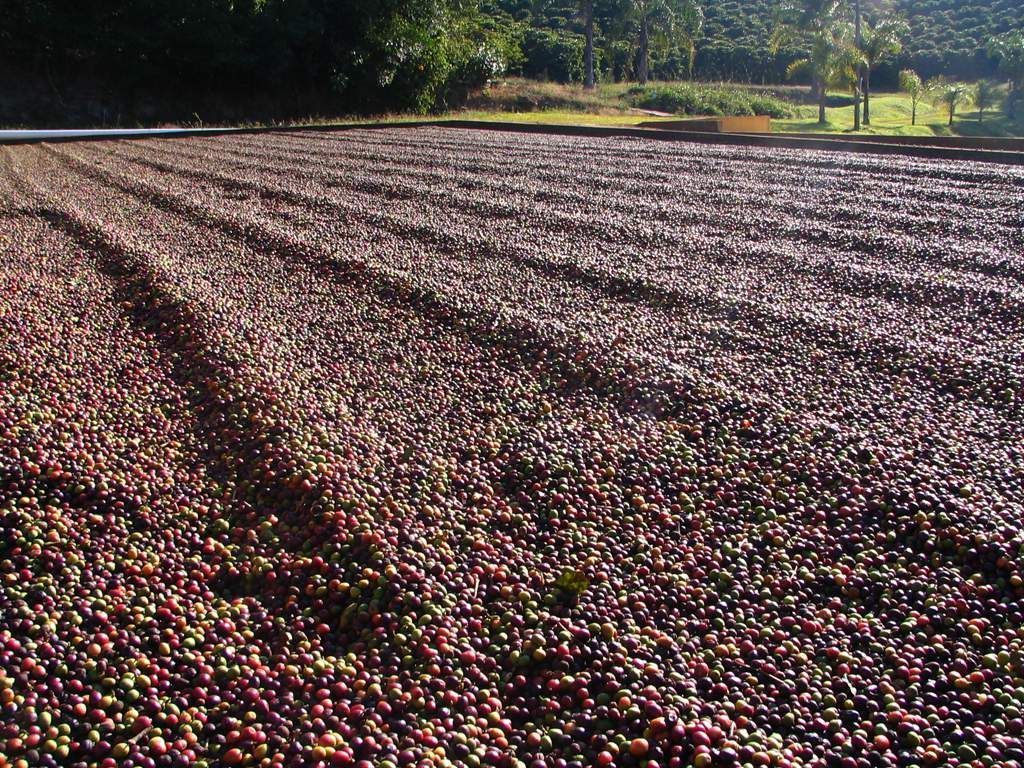Conab indica safra de café de 2024 menor que a anterior