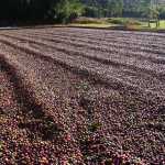 Conab indica safra de café de 2024 menor que a anterior