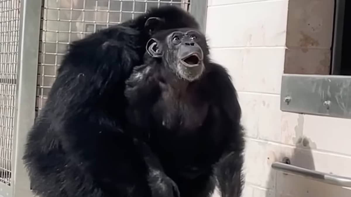Vídeo: chimpanzé de 29 anos vê o céu pela primeira vez e emociona a internet com reação