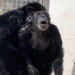 Vídeo: chimpanzé de 29 anos vê o céu pela primeira vez e emociona a internet com reação