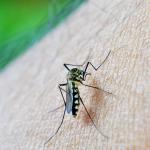 Varginha confirma primeira morte por dengue