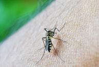 Estiagem não reduz alerta contra a dengue em Belo Horizonte