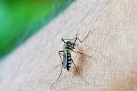 Estiagem não reduz alerta contra a dengue em Belo Horizonte
