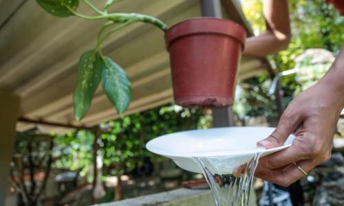 vaso de planta dengue - Divulgação_SES