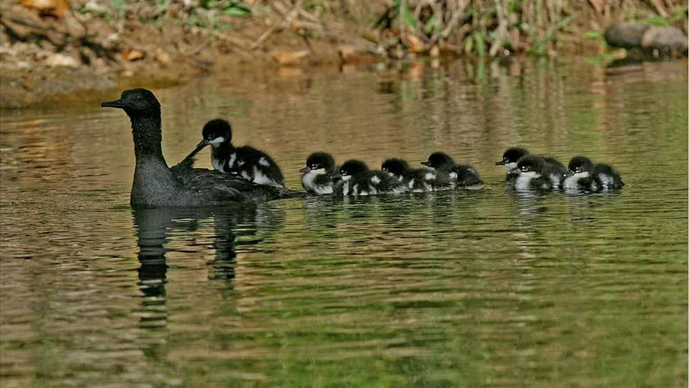 Ibama lança operação para proteger 'Pato Mergulhão', uma das aves mais raras do mundo