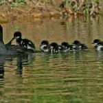 Ibama lança operação para proteger 'Pato Mergulhão', uma das aves mais raras do mundo