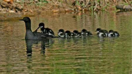 O pato-mergulhão (Mergus octosetaceus) é uma das aves mais ameaçadas das Américas e uma das mais raras do mundo.