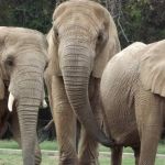 Leilão do zoológico de BH termina sem lances; nenhuma empresa se interessou