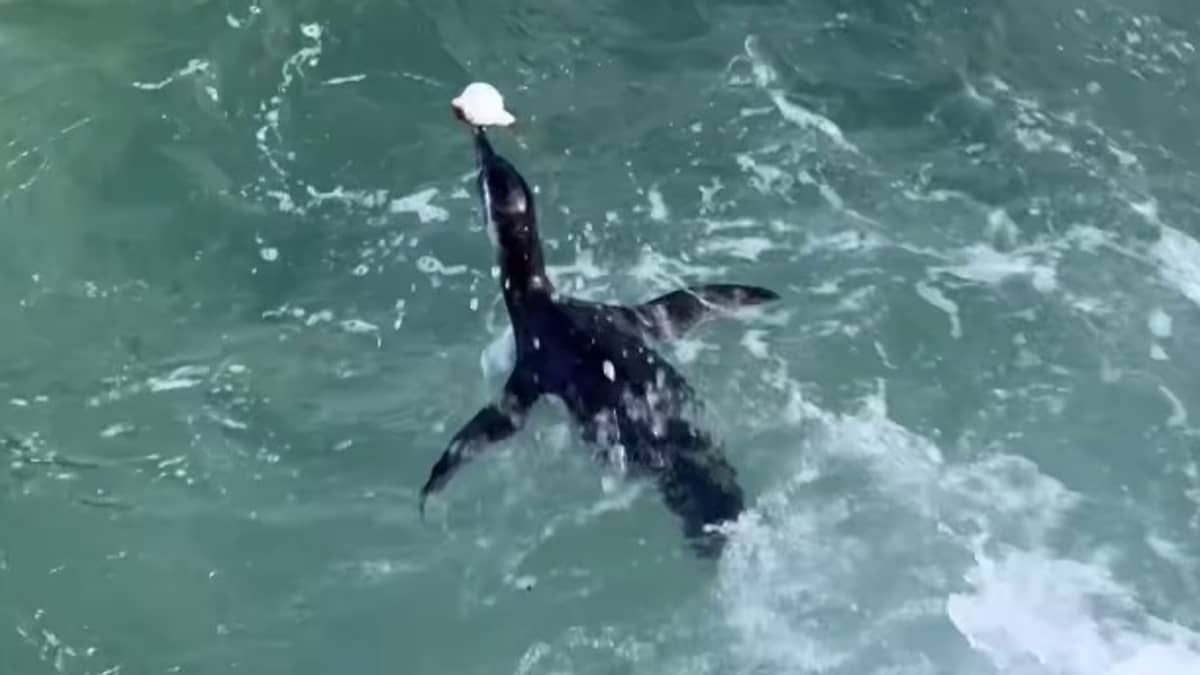 A última refeição de Zé: pinguim faz alegrias de banhistas no Rio, mas morre intoxicado ao comer baiacu 