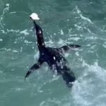 A última refeição de Zé: pinguim faz alegrias de banhistas no Rio, mas morre intoxicado ao comer baiacu 