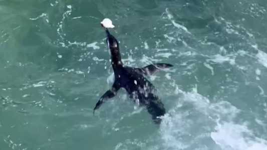 Entre junho e julho, os animais saem da costa Argentina e viajam até as praias do sul e sudeste