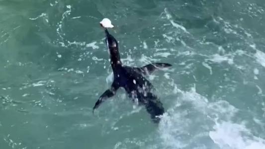Entre junho e julho, os animais saem da costa Argentina e viajam até as praias do sul e sudeste