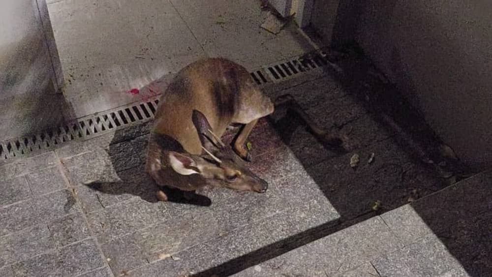Vídeo: veado é resgatado ferido na porta de uma casa no interior de Minas  