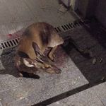 Vídeo: veado é resgatado ferido na porta de uma casa no interior de Minas  