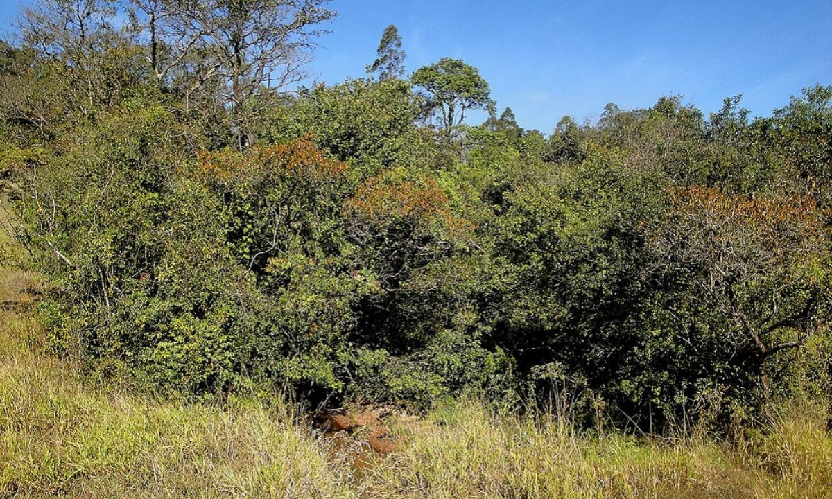 Proprietário rural é condenado a pagar R$ 10 mil por danos ambientais em MG