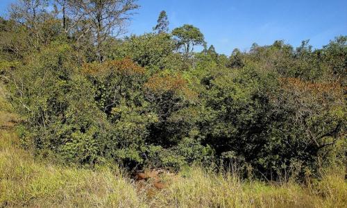 vegetacao area destmatada Simonesia Zona da Mata - divulgação TJMG