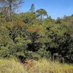 Proprietário rural é condenado a pagar R$ 10 mil por danos ambientais em MG