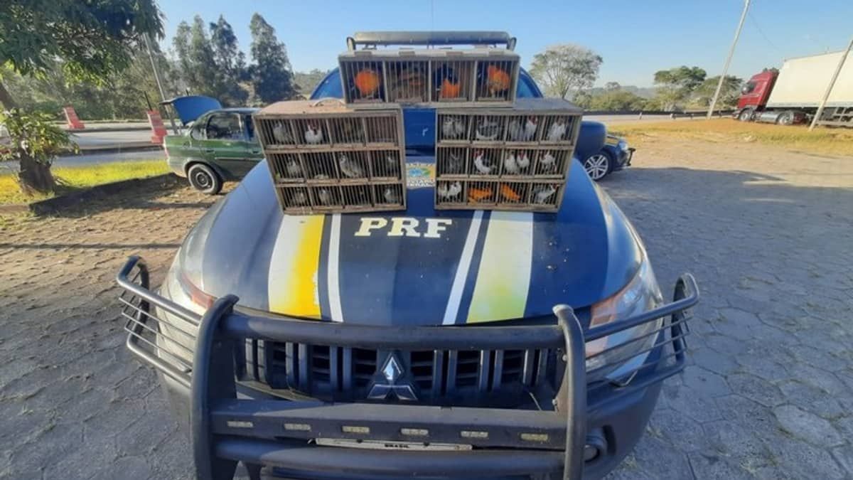 Aves silvestres da fauna brasileira são resgatadas em gaiolas dentro de porta-malas de carro em Minas