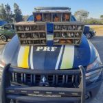 Aves silvestres da fauna brasileira são resgatadas em gaiolas dentro de porta-malas de carro em Minas