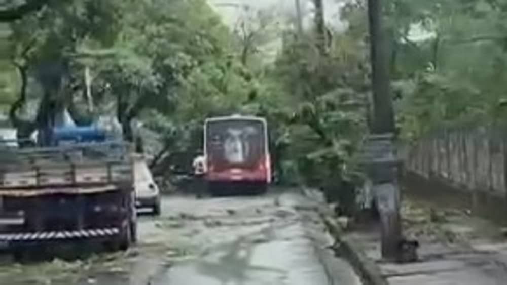 Vídeo: queda de árvores após temporal complica o trânsito no Barreiro nesta segunda (30)