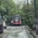 Vídeo: queda de árvores após temporal complica o trânsito no Barreiro nesta segunda (30)