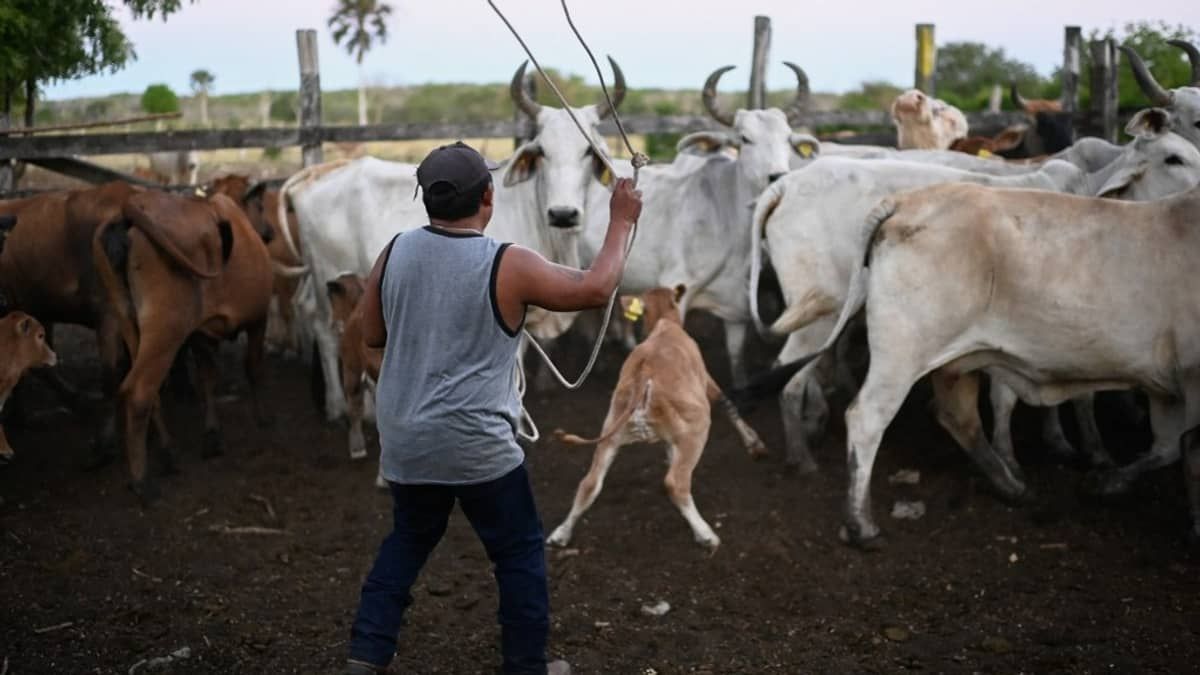 Doenças transmitidas por animais: veja guia completo