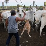 Doenças transmitidas por animais: veja guia completo