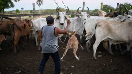 Veja as doenças que podem ser transmitidas por animais